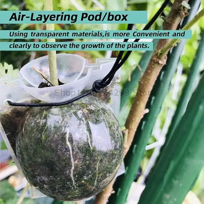 Plant Rooting Propagation Ball Grafting Box