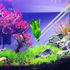 Extra Long Stainless Steel Aquarium and Terrarium Feeding Tweezers
