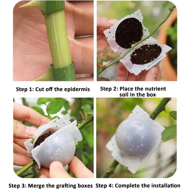 Plant Rooting Propagation Ball Grafting Box - 6