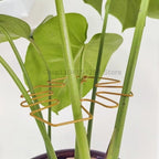 Adjustable Metal Plant Support for Climbing Vines and Stems