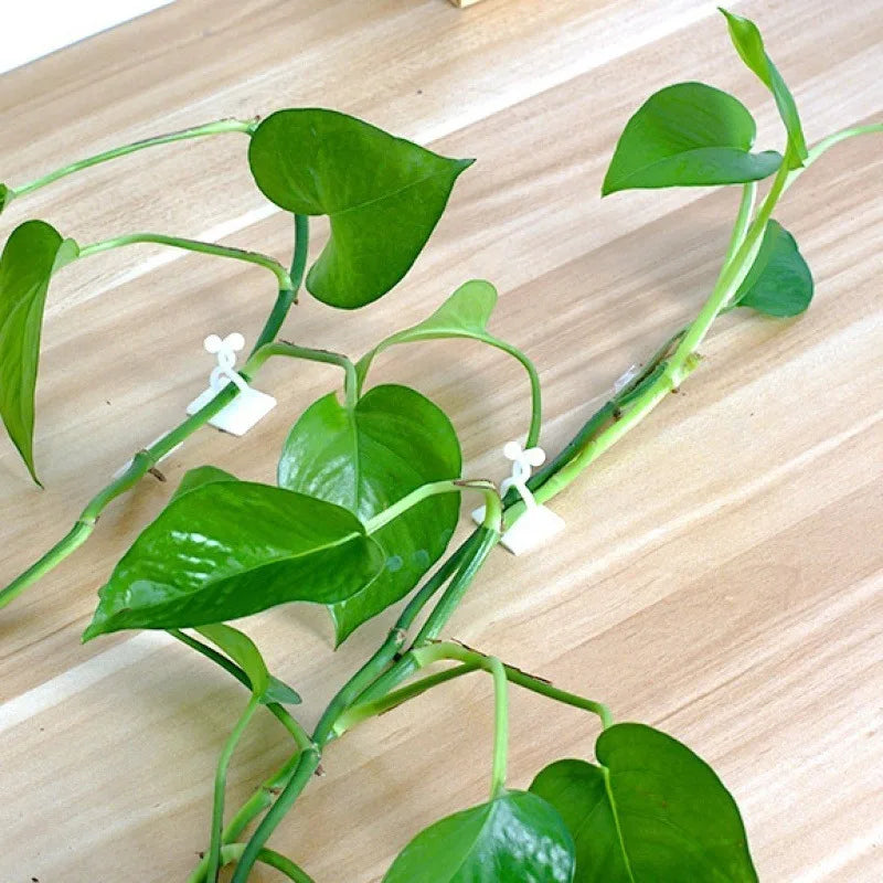 Self-Adhesive Wall Clips for Climbing Plants and Vines - 9
